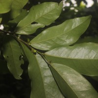 Miliusa zeylanica Gardner ex Hook.f. & Thomson