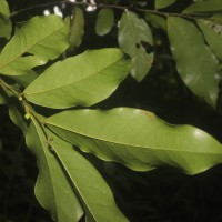 Miliusa zeylanica Gardner ex Hook.f. & Thomson
