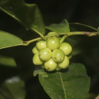 Miliusa zeylanica Gardner ex Hook.f. & Thomson