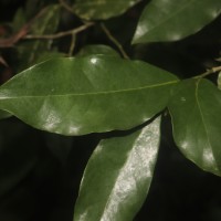 Miliusa zeylanica Gardner ex Hook.f. & Thomson