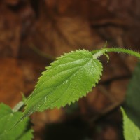 Tragia involucrata L.