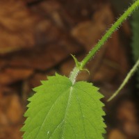 Tragia involucrata L.