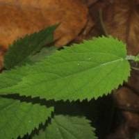 Tragia involucrata L.