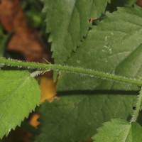 Tragia involucrata L.