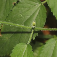 Tragia involucrata L.