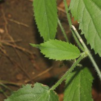 Tragia involucrata L.