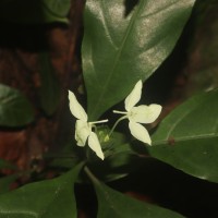 Ecbolium ligustrinum (Vahl) Vollesen