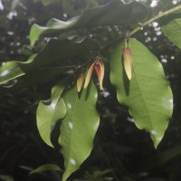 Miliusa zeylanica Gardner ex Hook.f. & Thomson