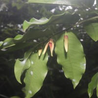 Miliusa zeylanica Gardner ex Hook.f. & Thomson