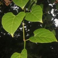 Cissus lonchiphylla Thwaites