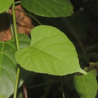 Cissus lonchiphylla Thwaites