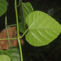Cissus lonchiphylla Thwaites