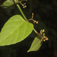 Cissus lonchiphylla Thwaites