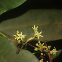 Parsonsia alboflavescens (Dennst.) Mabb.