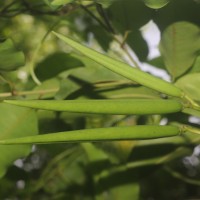 Parsonsia alboflavescens (Dennst.) Mabb.