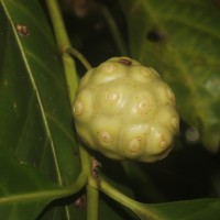 Morinda citrifolia L.