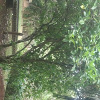 Morinda citrifolia L.