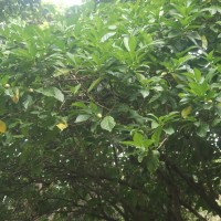 Morinda citrifolia L.