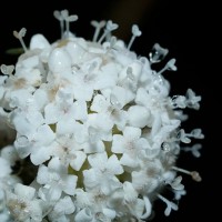 Hedyotis lessertiana Arn.