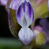 Coleus mollis Benth.