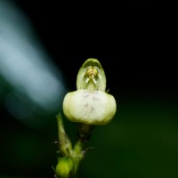 Justicia ceylanica (Nees) T.Anderson