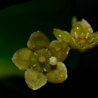 Kokoona zeylanica Thwaites