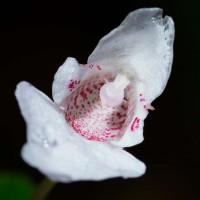 Impatiens appendiculata Arn.