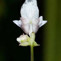 Impatiens appendiculata Arn.