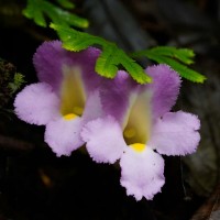 Christisonia tricolor Gardner