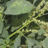 Amaranthus spinosus L.