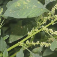 Amaranthus spinosus L.