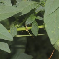 Amaranthus spinosus L.