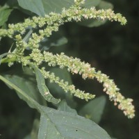 Amaranthus spinosus L.