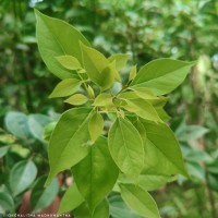 Camphora officinarum Boerh. ex Fabr.