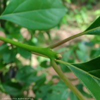 Camphora officinarum Boerh. ex Fabr.