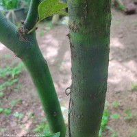 Camphora officinarum Boerh. ex Fabr.
