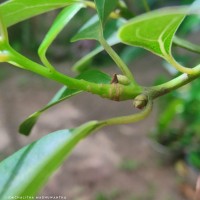 Camphora officinarum Boerh. ex Fabr.