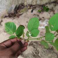 Dendrolobium umbellatum (L.) Benth.