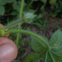 Ipomoea pes-tigridis L.