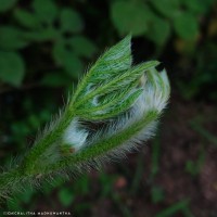 Ipomoea pes-tigridis L.
