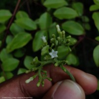 Ophiorrhiza mungos L.
