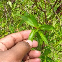 Osbeckia aspera Blume
