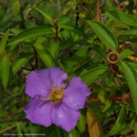 Osbeckia aspera Blume