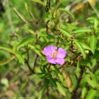 Osbeckia aspera Blume