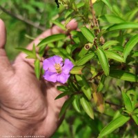 Osbeckia aspera Blume