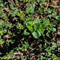 Osbeckia lanata Alston