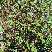 Osbeckia lanata Alston