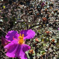 Osbeckia lanata Alston