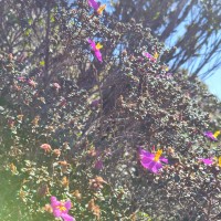 Osbeckia lanata Alston
