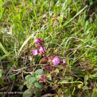 Osbeckia parvifolia Arn.